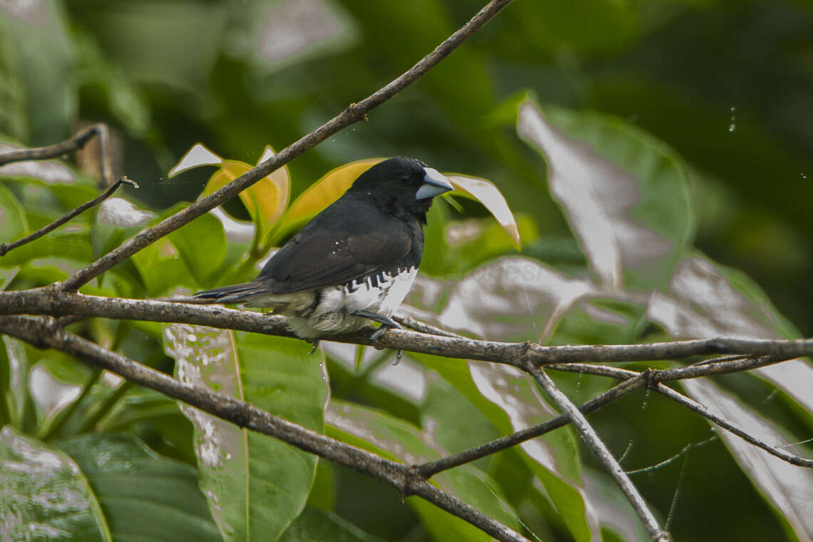 Image of Lonchura bicolor