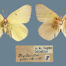 Image de <i>Colias alexandra edwardsii</i>