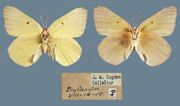 صورة <i>Colias alexandra edwardsii</i>