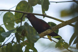 Image of Chestnut-breasted Negrofinch