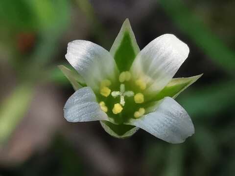 Image de Moenchia erecta subsp. octandra (Moris) Coutinho