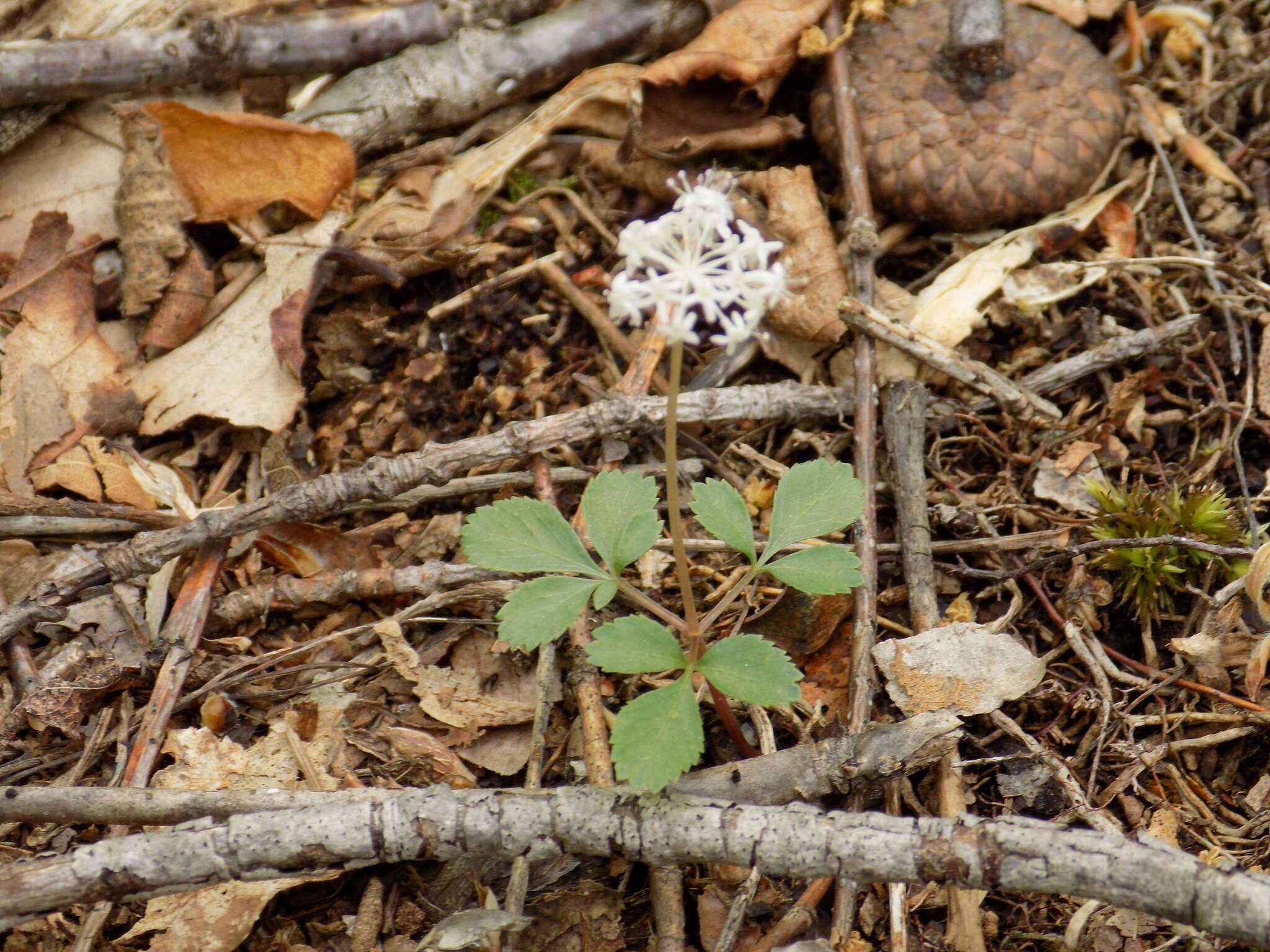 Image of dwarf ginseng