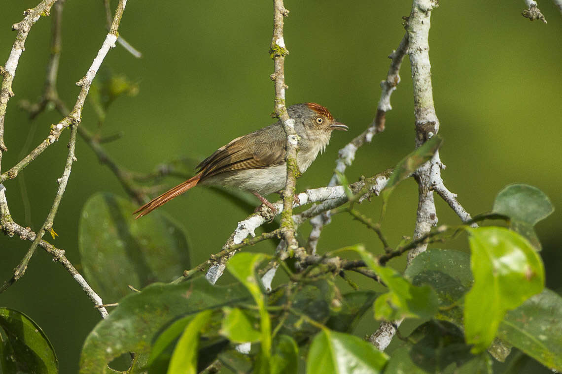 Erythrocercus mccallii (Cassin 1855)的圖片