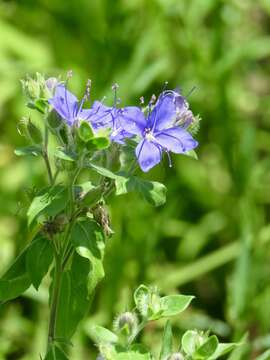 Image of ovate false fiddleleaf