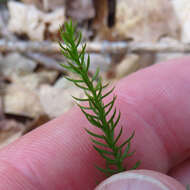 Image of Dendrolycopodium