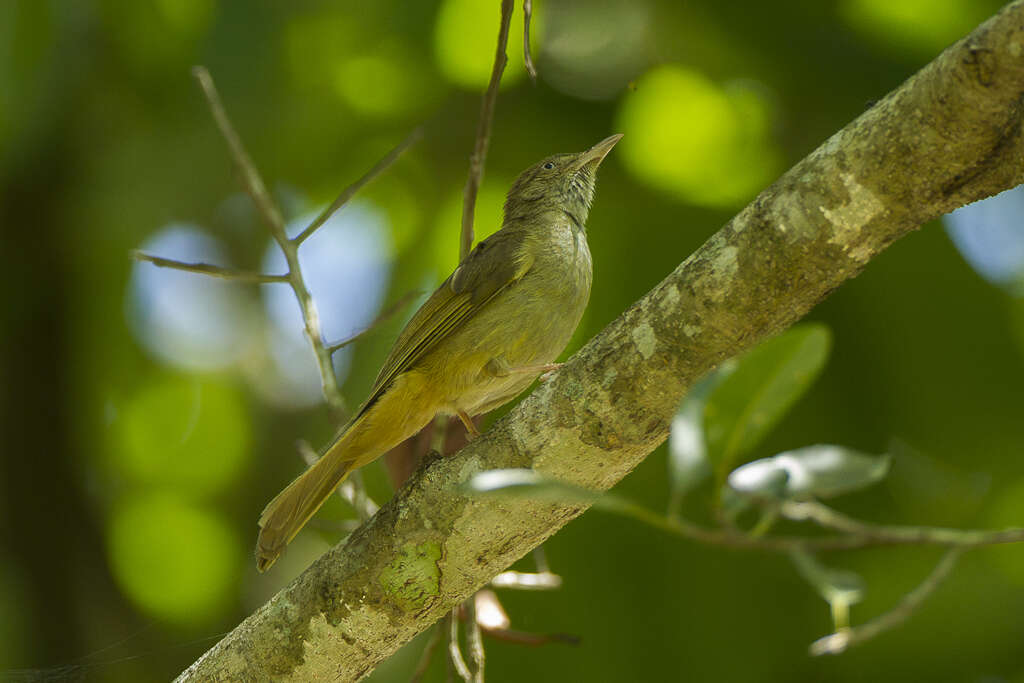 Image of Grey-eyed Bulbul