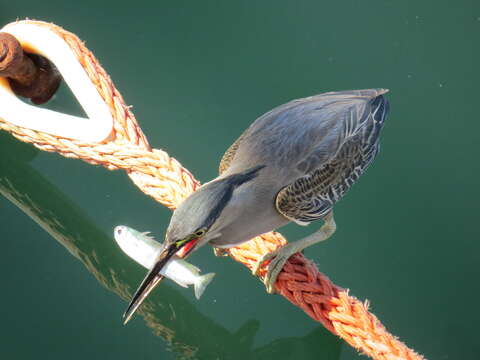 Image of hardyhead silverside