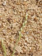 Image of desert grass