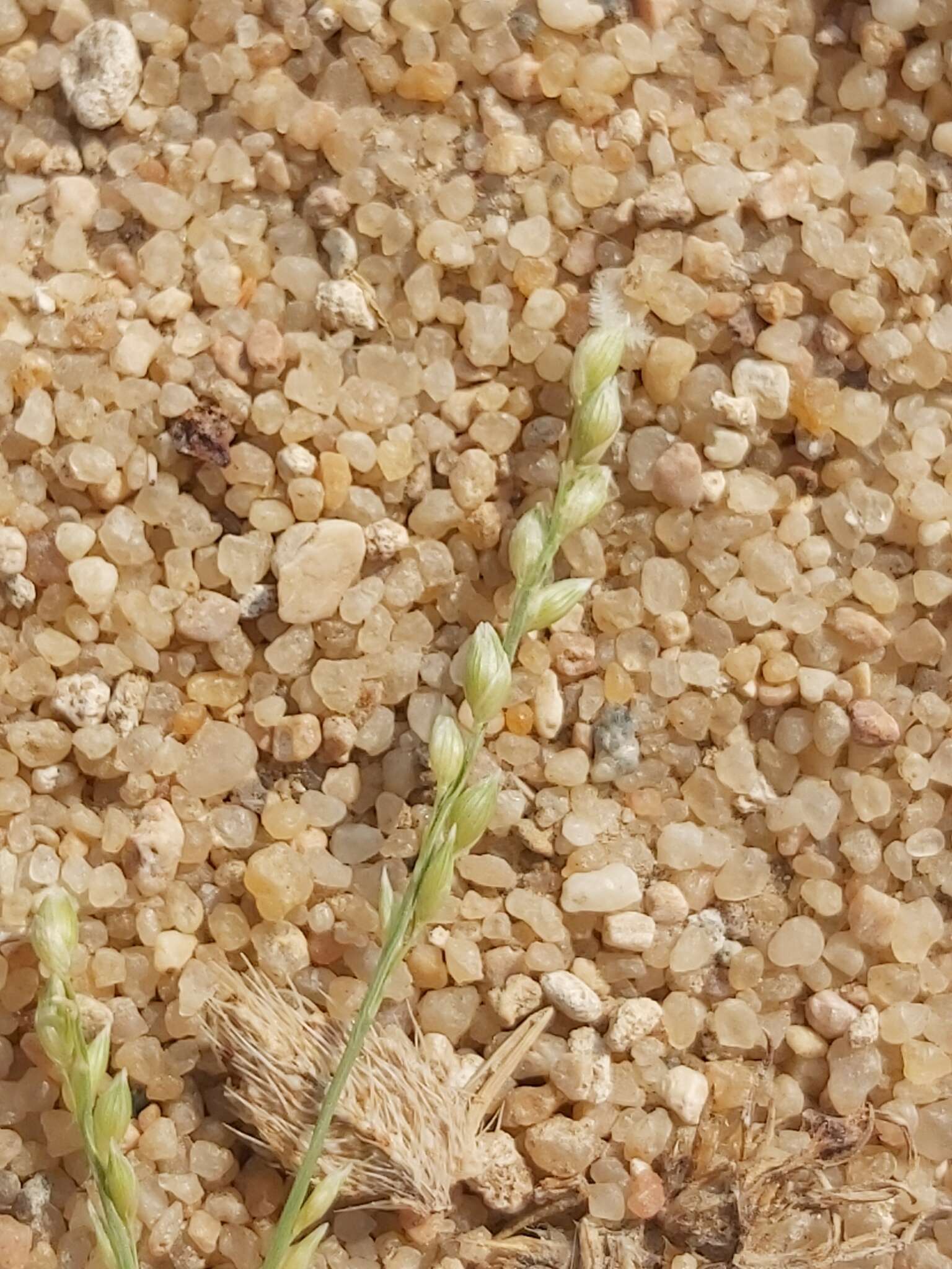 Plancia ëd Panicum turgidum Forssk.