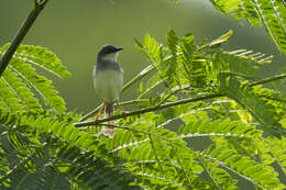 Image of Grey-breasted Prinia