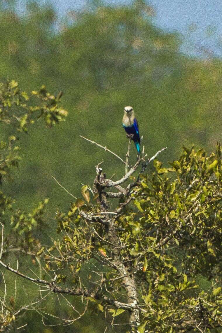 Image of Blue-bellied Roller