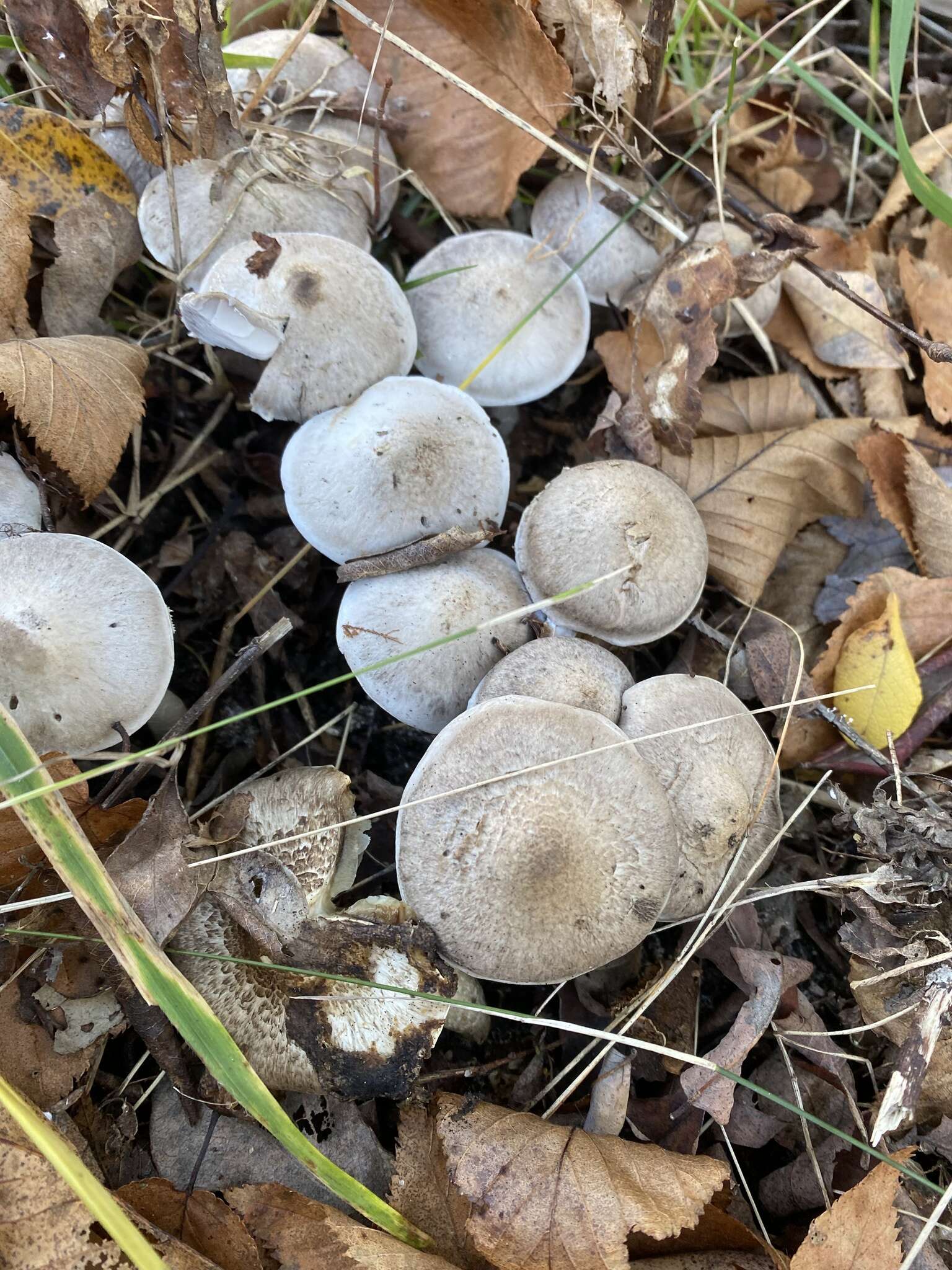 Image de Tricholoma cingulatum (Almfelt ex Fr.) Jacobasch 1892