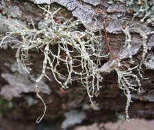 Image of cartilage lichen