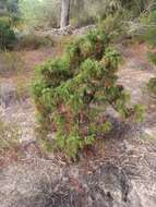 Image de Juniperus oxycedrus subsp. transtagana Franco