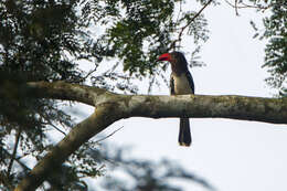 Image of Dwarf Hornbill