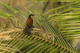 Plancia ëd Centropus senegalensis (Linnaeus 1766)