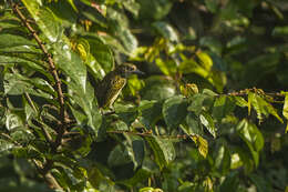 Image of Speckled Tinkerbird