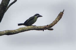 Image of Black-throated Barbet