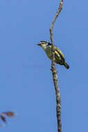 Image of Yellow-rumped Tinkerbird