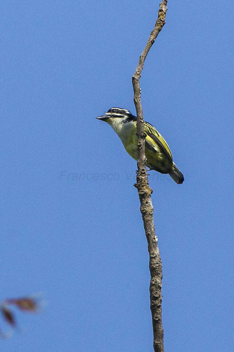 Image of Yellow-rumped Tinkerbird