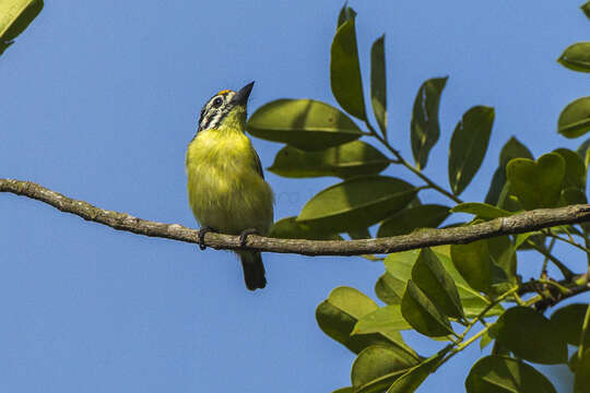 Image of Yellow-fronted Tinkerbird