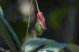 Sivun Passiflora araujoi Sacco kuva