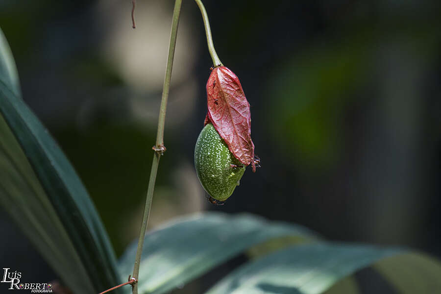 Sivun Passiflora araujoi Sacco kuva