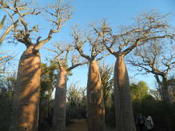 Image of Fony baobab