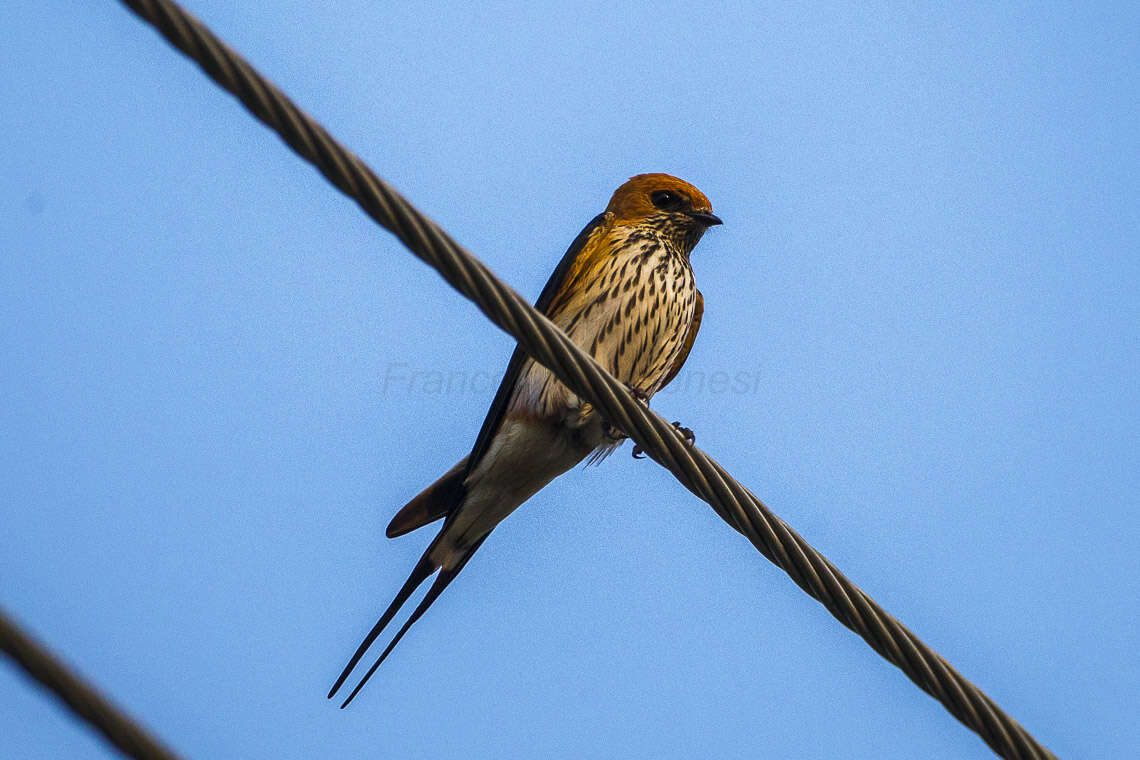 Cecropis abyssinica (Guérin-Méneville 1843) resmi