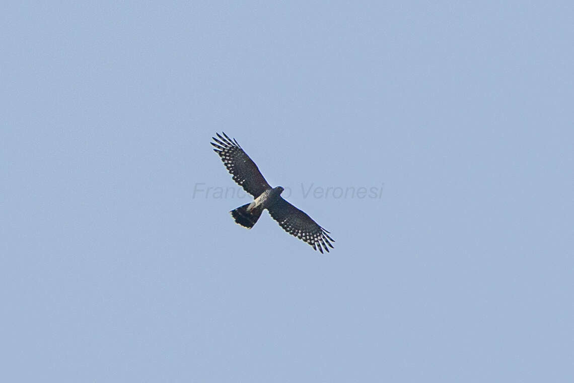 Image of African Cuckoo-Falcon