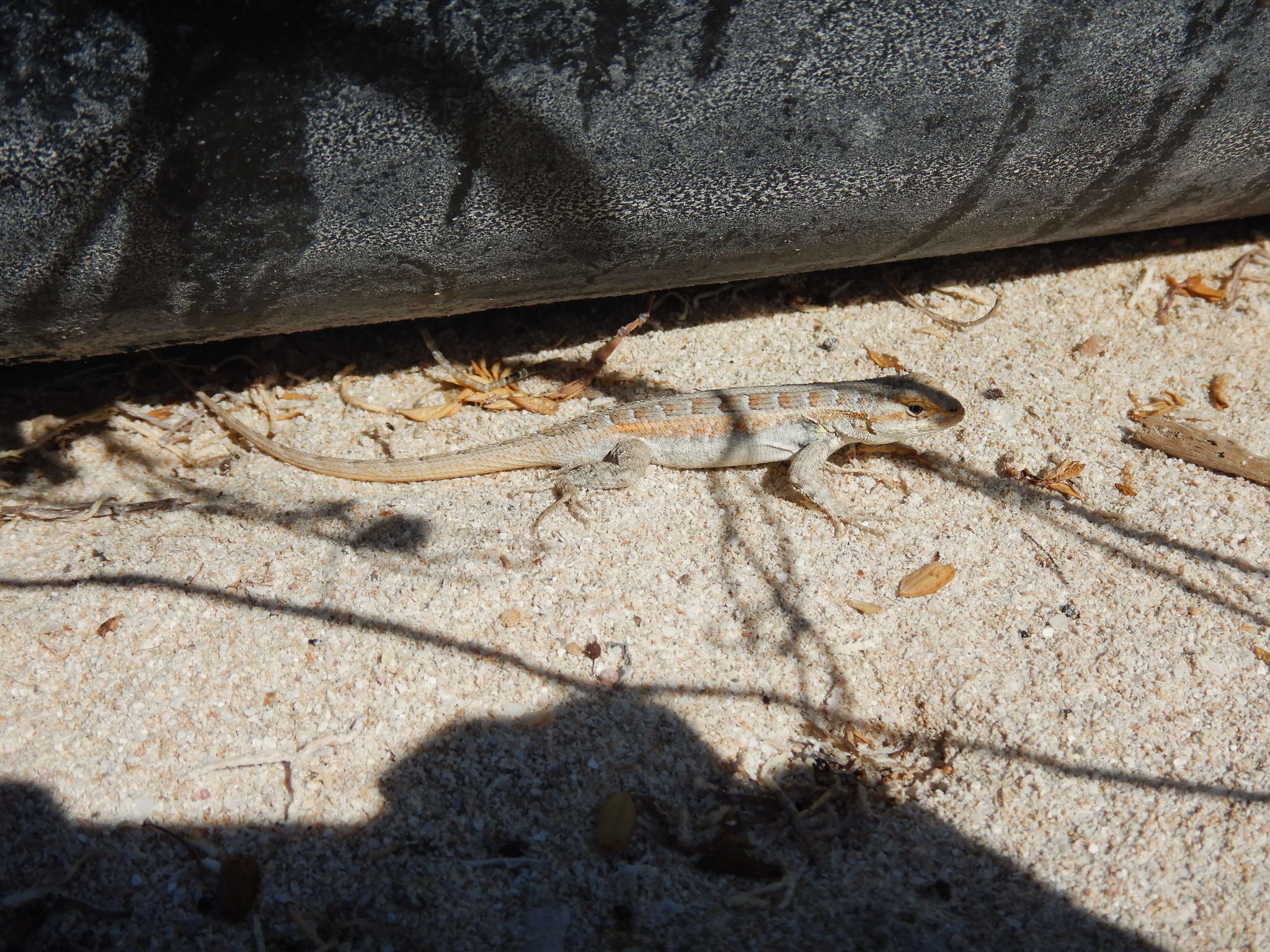 Image of Cozumel Spiny Lizard