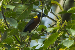 Image of Yellow-mantled Weaver