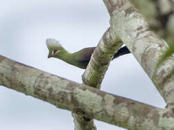 Image of Green Turaco