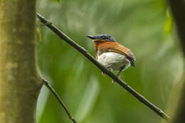 Image of Chestnut Wattle-eye