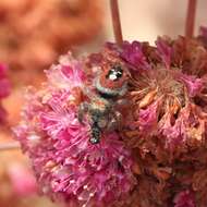 Image of Phidippus californicus Peckham & Peckham 1901