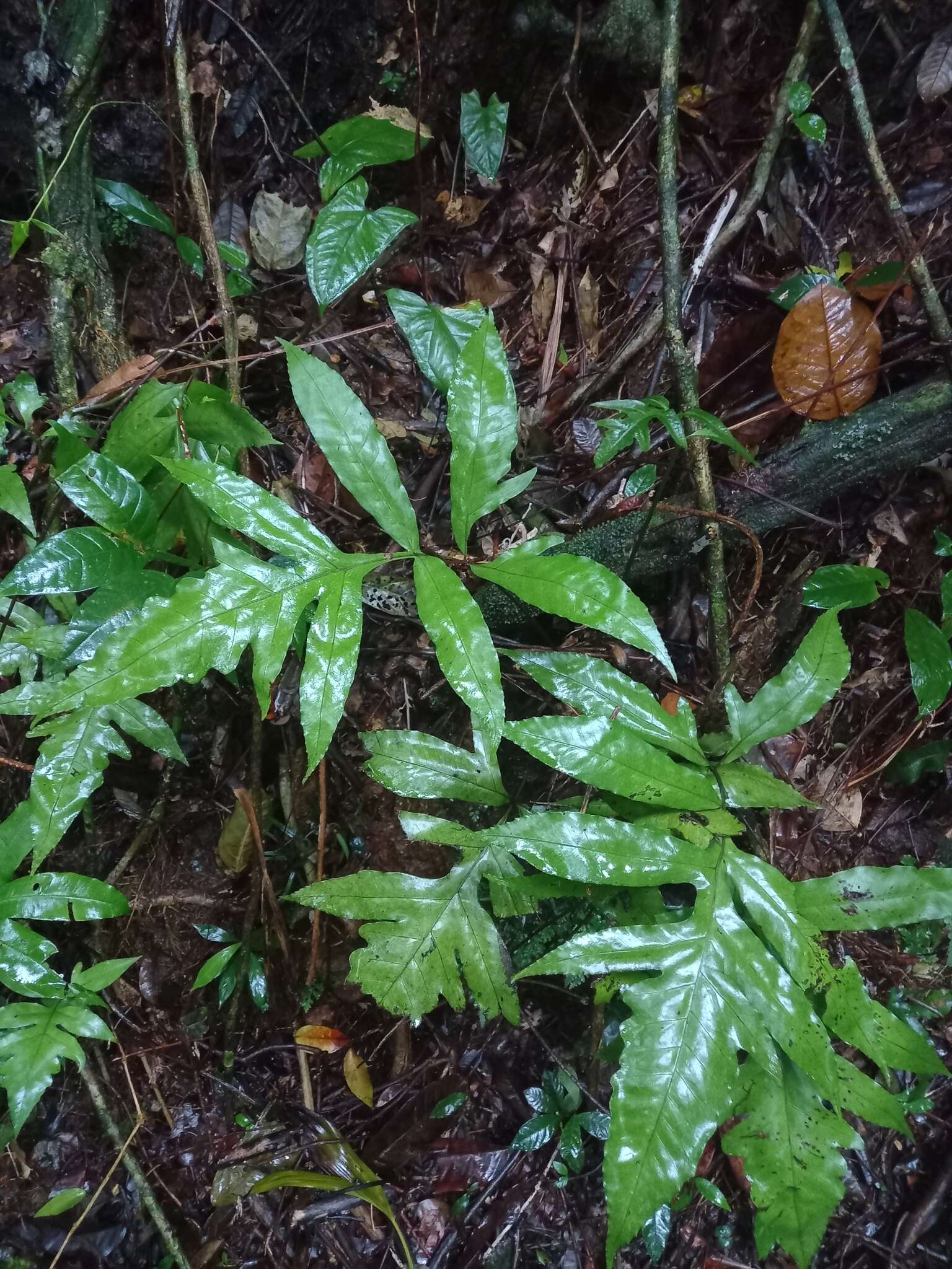 Plancia ëd Bolbitis semipinnatifida (Fée) Alston