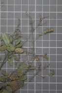 Image of Desmodium procumbens var. neomexicanum