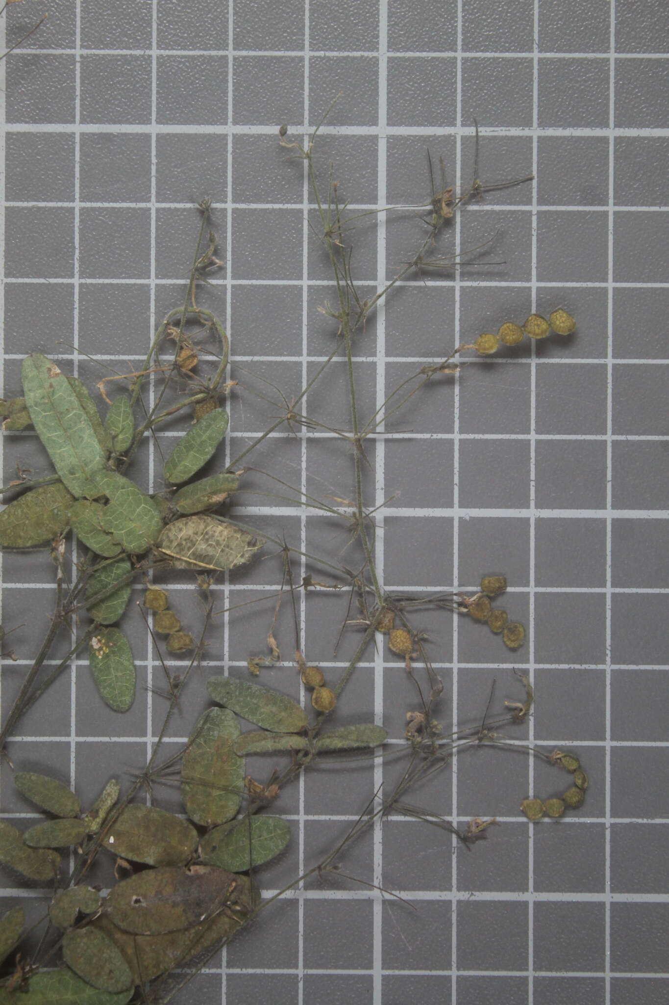 Image of Desmodium procumbens var. neomexicanum