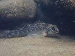 Image of Longfin darter