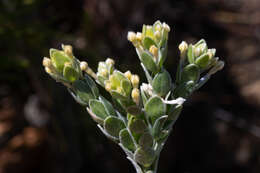 Image of Willow Capesaffron