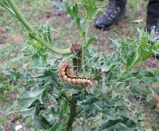 Image of sweet gale moth