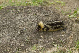 Image of streaked tenrecs