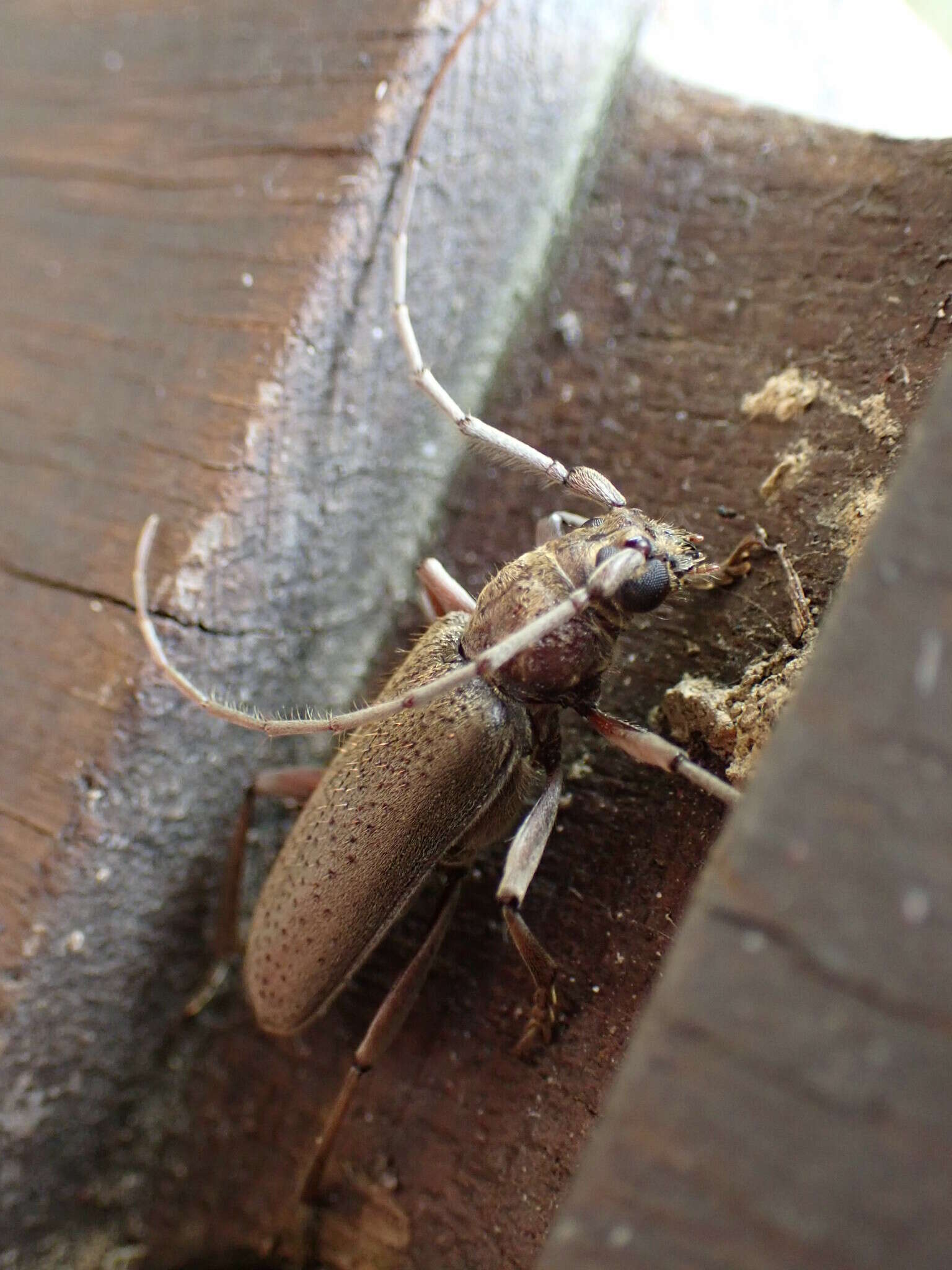 Image of Long-horned beetle