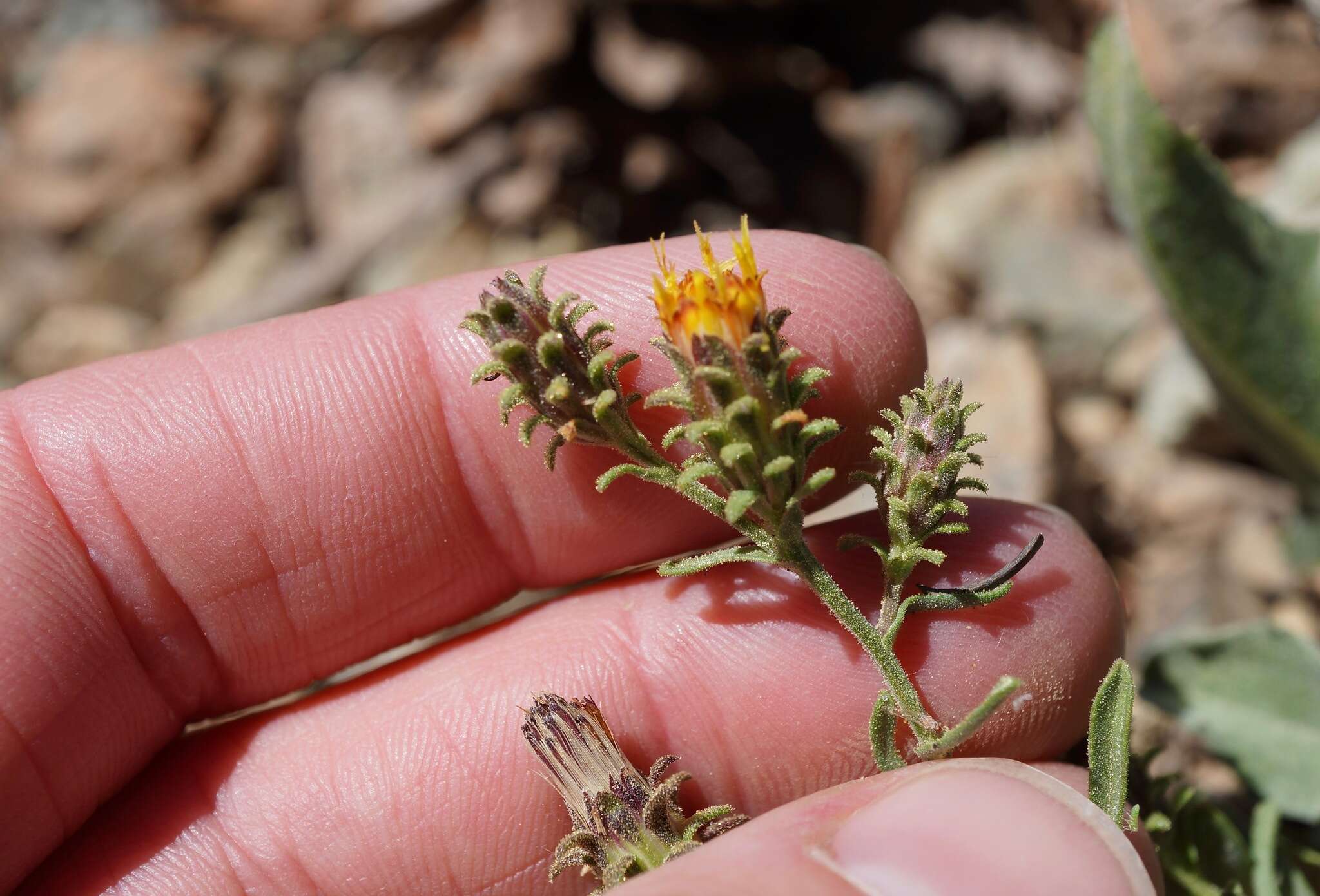 Image of Dieteria shastensis (A. Gray) D. W. Taylor