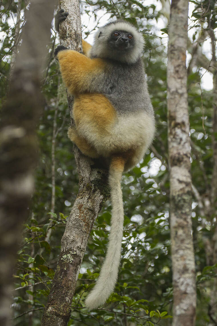 Image of Diadem Sifaka