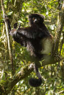 Image of Milne-Edward's Sifaka