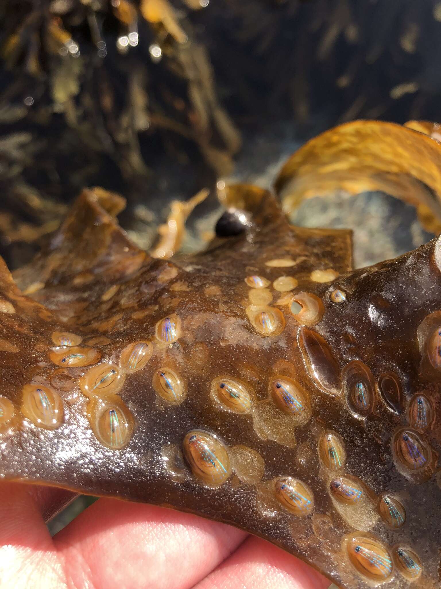 Image of blue-rayed limpet