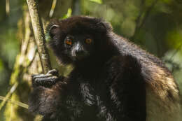 Image of Milne-Edward's Sifaka