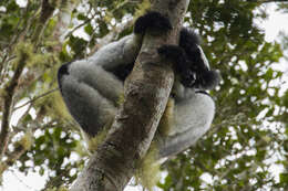 Image of indri