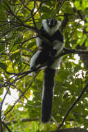 Image of Black-and-white Ruffed Lemur